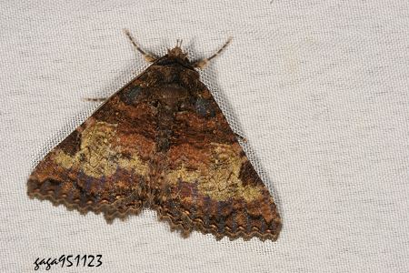  p>光炬夜蛾是裳夜蛾科一种动物. /p>