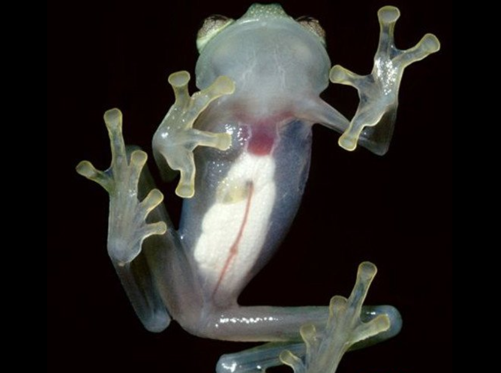  p>玻璃蛙,学名为透明蛙(glass frog),是一类中南美洲 a target="
