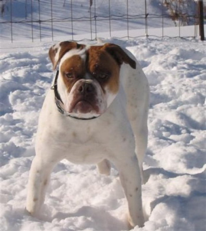 班道戈犬来自撒克逊方言的"banda"- "链条,用链条拴",1960年,美国人用