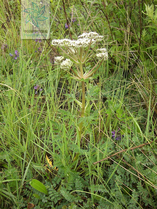 pleurospermum franchetianum hemsl.