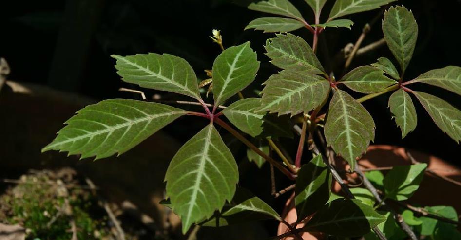  p>花叶地锦(学名: i>parthenocissus henryana /i> (hemsl.