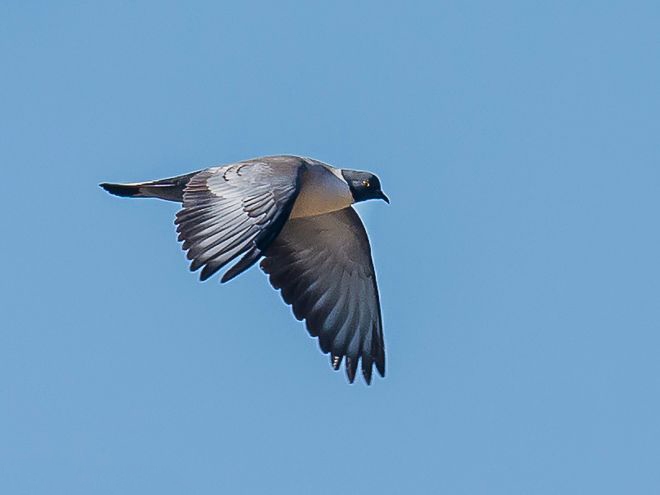  p>雪鸽(学名: i>columba leuconota /i>):是鸠鸽科鸽属的鸟类.