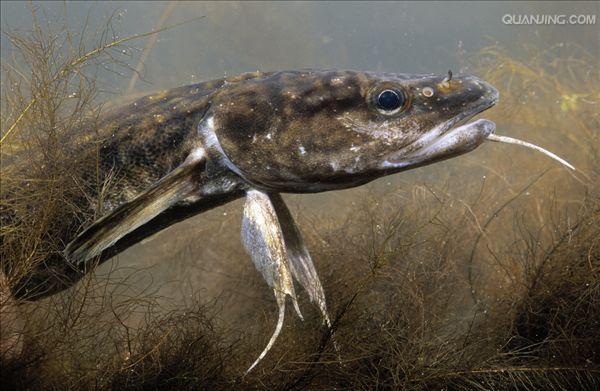  p>江鳕(lota lota)属 a target="_blank" href="/item/鳕形目