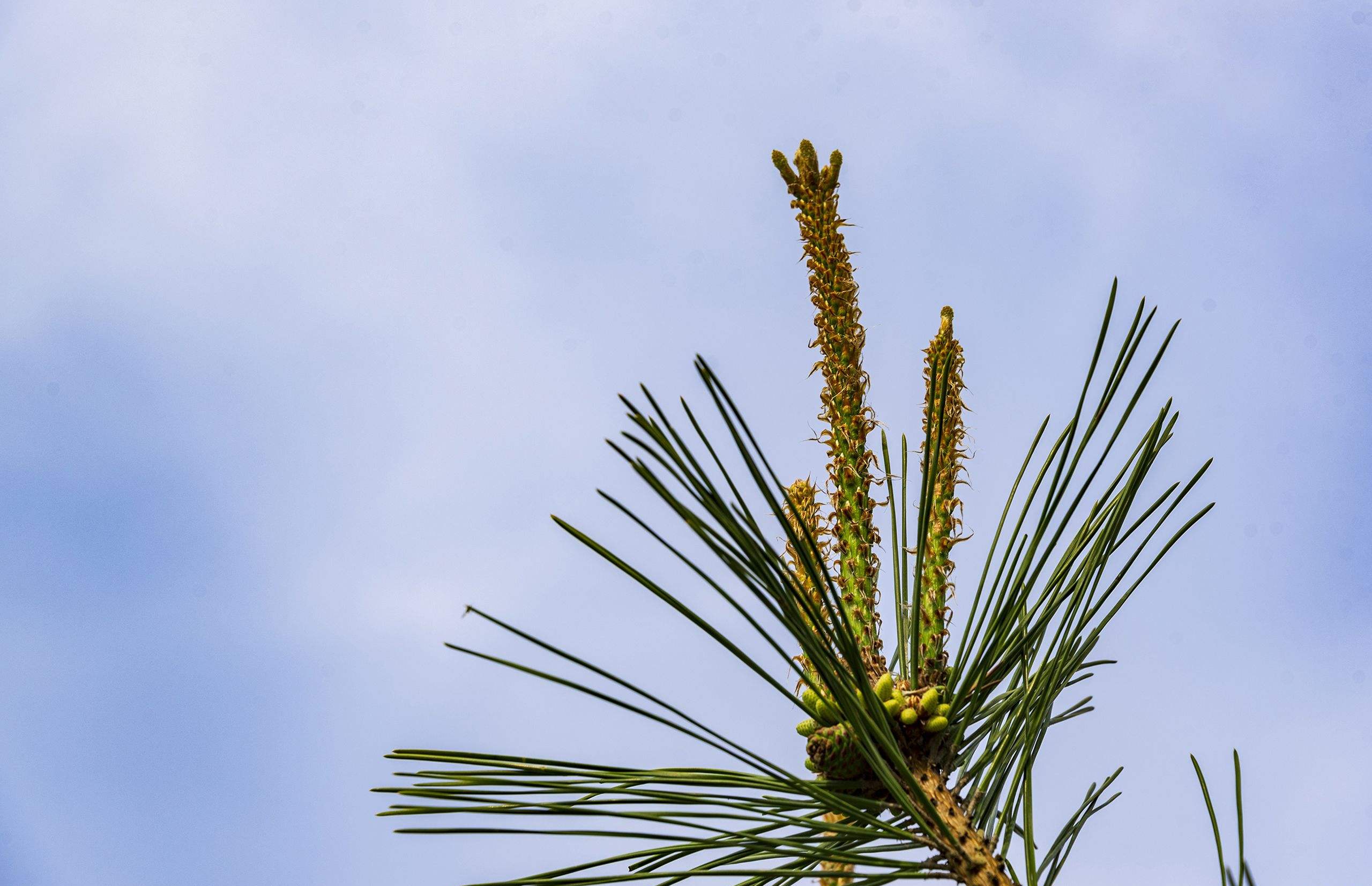 5米; a href="#" data-lemmaid="6015841">树皮 /a