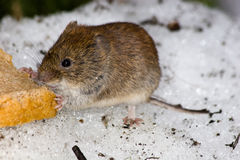  p>棕色田鼠(学名: i>lasiopodomys mandarinus /i>),别称 a href="#"