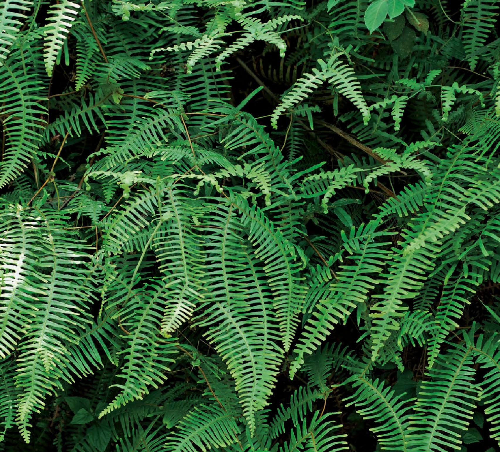 芒萁(拉丁学名dicranopteris linearis,英文名oldworld forked fern)