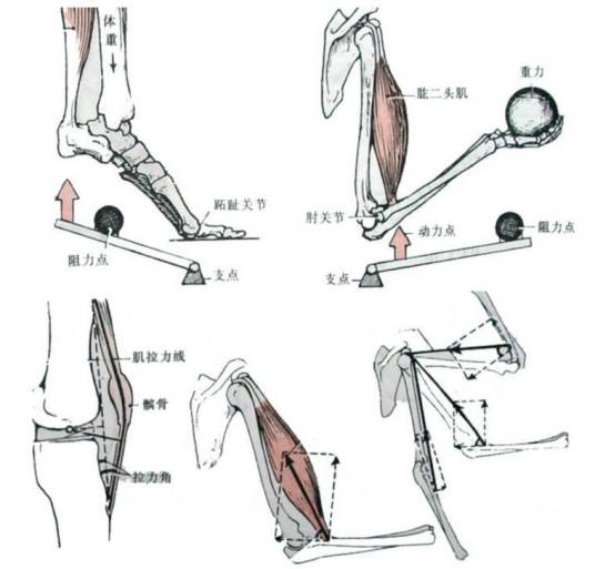 运动动作的解剖学分析_百度百科