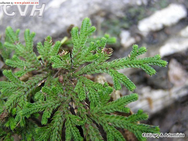 selaginella stauntoniana spring