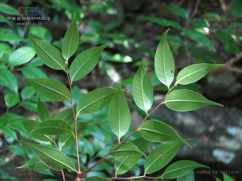 lemmaid="7564250">锥属 /a>乔木,高可达20米,芽小,叶披针形,叶全缘