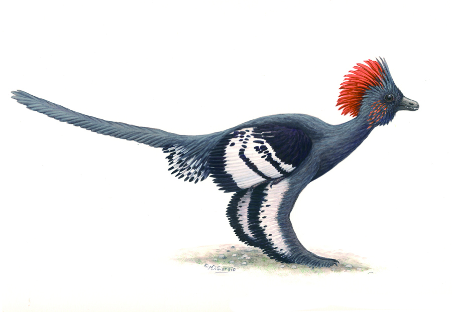  p>赫氏近鸟龙(anchiornis huxleyi)又名近鸟,是种小型有羽毛 a href=