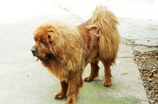 藏獒（起源于中国西藏的大型犬类）_百度百科