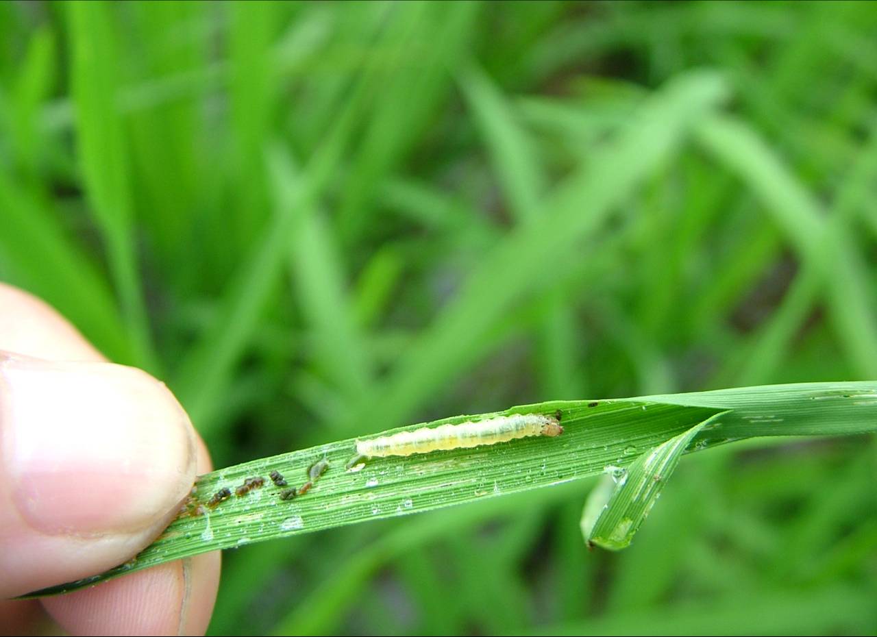  p>稻螟为水稻的主要害虫,主要为 a target="_bl