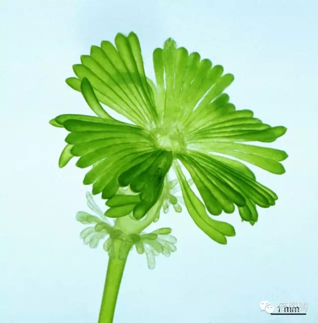 细胞外的生命现象（上）_百科TA说