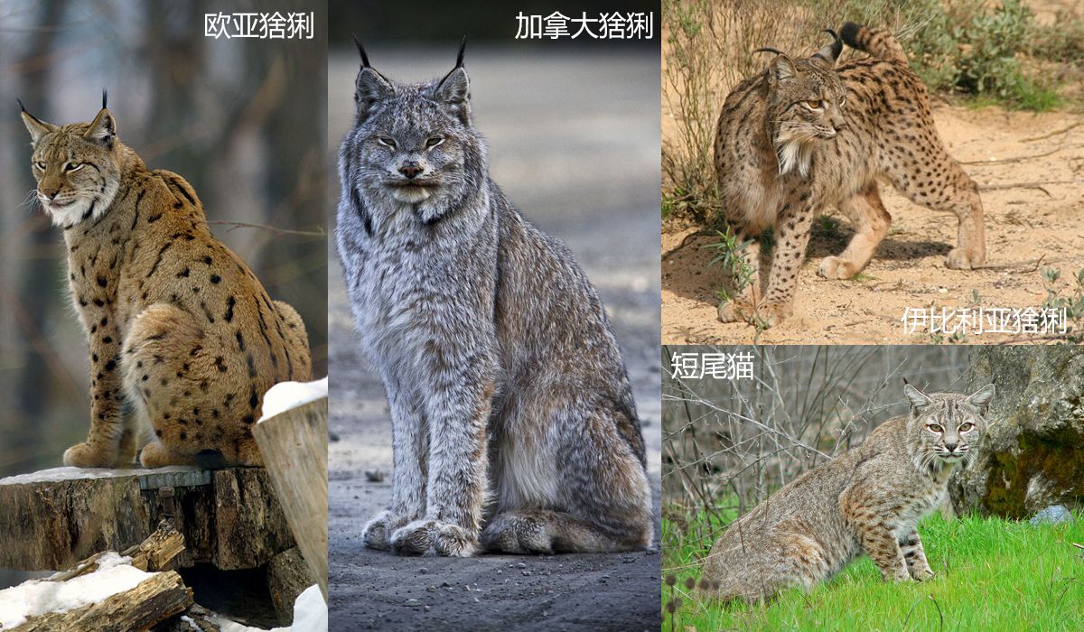 辟谣：别把狞猫当成猞猁，虽然都自带“天线”，却是两个物种_百科TA说