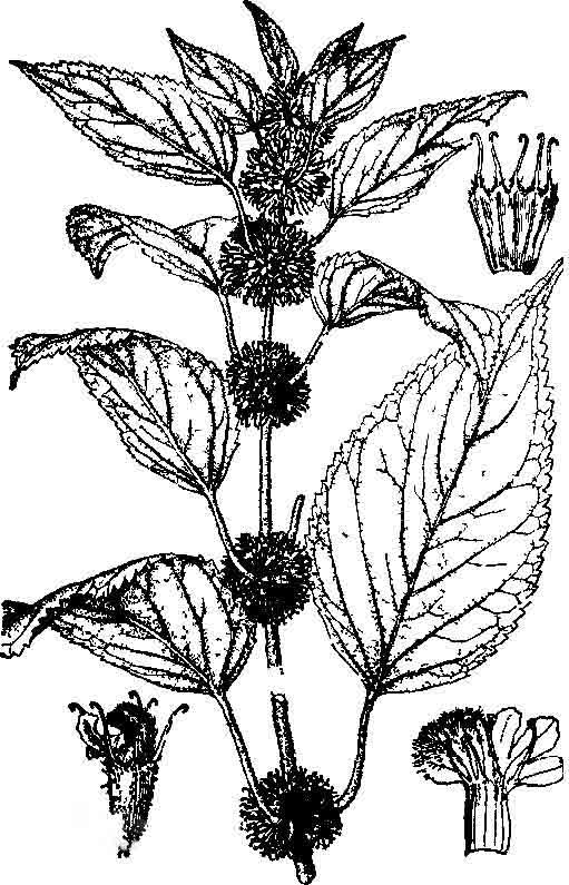 notochaete hamosa