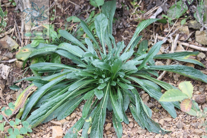  p>小车前,为车前科, a>车前属 /a>的一年生或多年生小草本,叶,花序梗