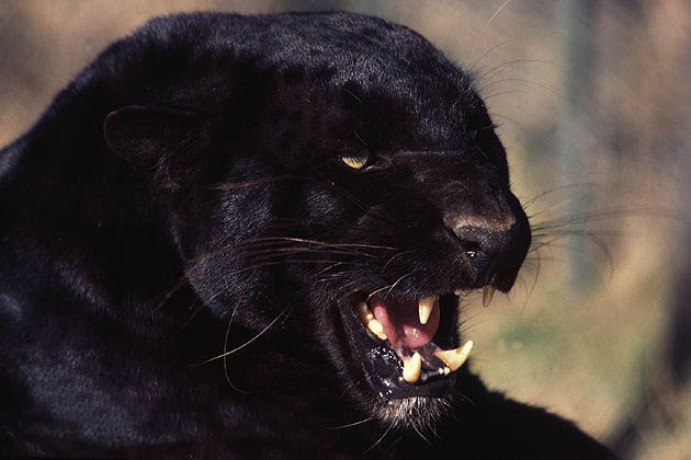  p data-id="tfwyatr3n0ff">黑豹,是食肉目猫科豹属哺乳动物,是金钱豹