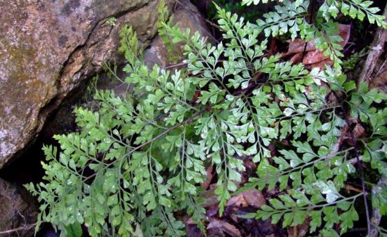  p>卵叶铁角蕨(学名: i>asplenium ruta-muraria  /i>l. sp.