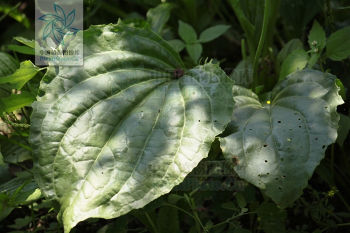  p>巨车前(学名:plantago maxima juss. ex jacq.