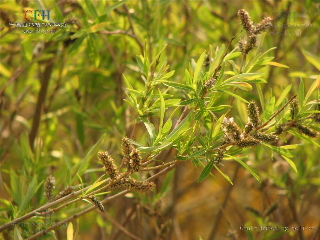  p>杞柳(拉丁学名: i>salix integra /i>)为杨柳科,柳属灌木.