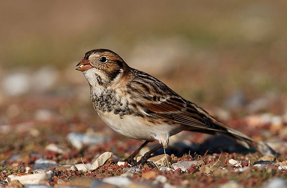  p>铁爪鹀(学名: i>calcarius lapponicus /i>)鹀科铁爪鹀属鸟类,共有