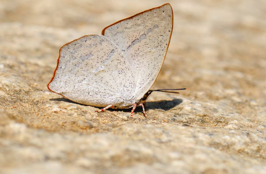  p>银灰蝶(学名:curetis acuta)是一种小型美丽的 a href="#">蝴蝶 /a