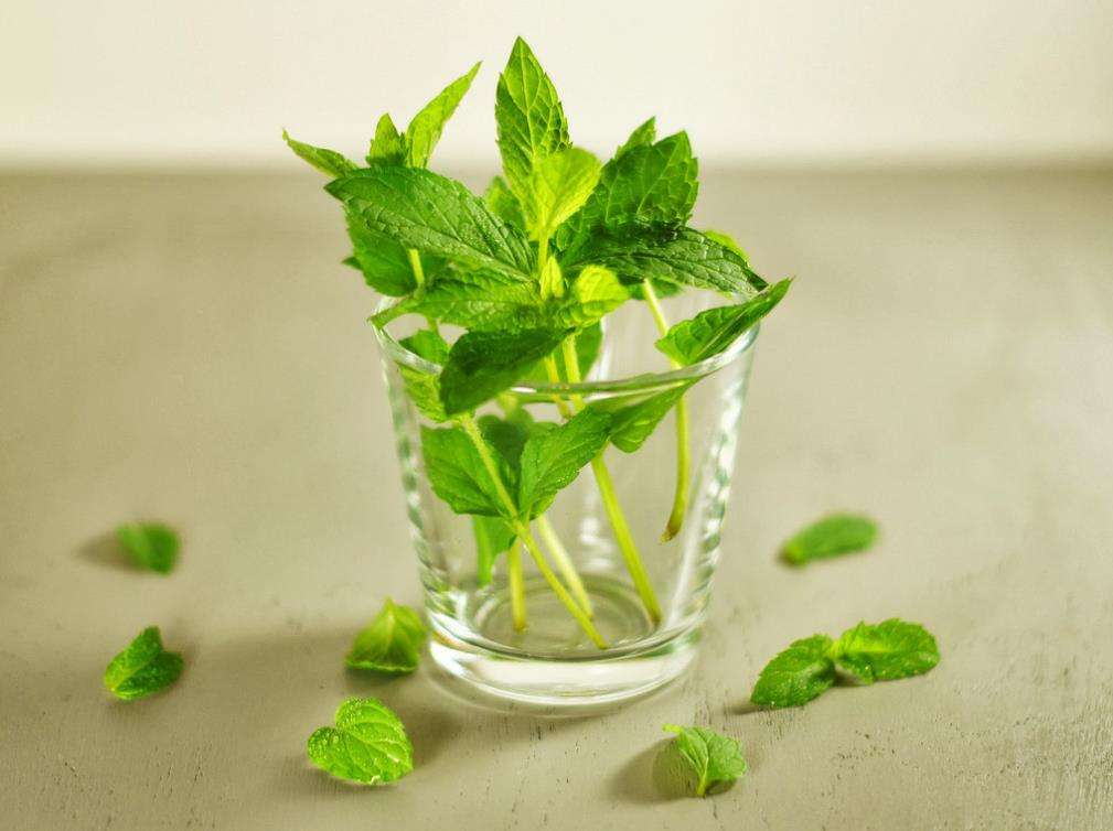  p>欧薄荷为草本植物.