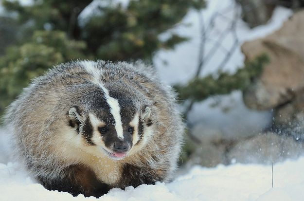  p>美洲獾(学名: i>taxidea taxus /i>):体长52-87厘米,尾长10-16厘米