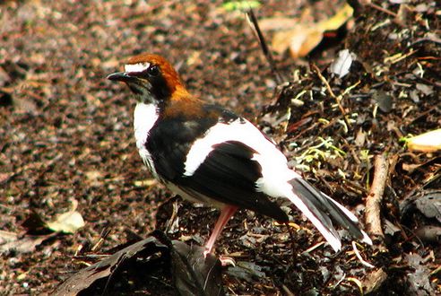  p>燕尾属(学名:enicurus )是雌雄鸫科下的一种属.