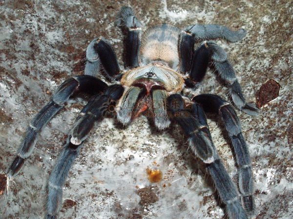  p>海南捕鸟蛛( i>selenocosmia hainanum /i>)是蜘蛛目,狒蛛科,捕鸟