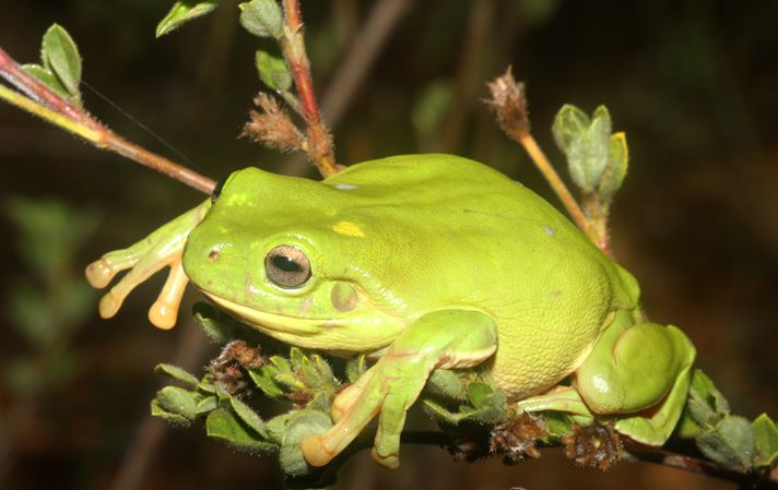 p>澳大利亚绿色雨蛙(学名:litoria caerulea )英文名称 "绿树蛙"