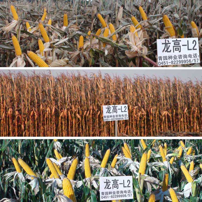 玉米品种