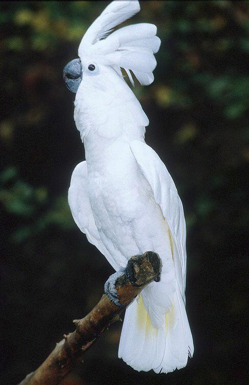 umbrella cockatoo