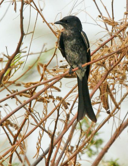  p>黑卷尾普通亚种(学名:dicrurus macrocercus cathoecus )是 a