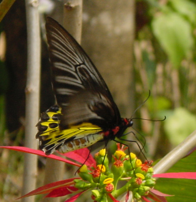 troides aeacus szechwanus