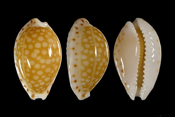  p data-id="gnwmrxeu74">满天星宝螺(学名:cr