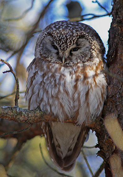  p>鬼鸮(学名: i>aegolius funereus /i>)是鸟纲鸱鸮科的鸟类, 全长23