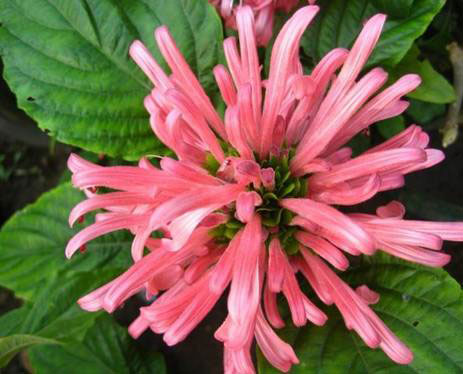  p>珊瑚花(jatropha multifida l.