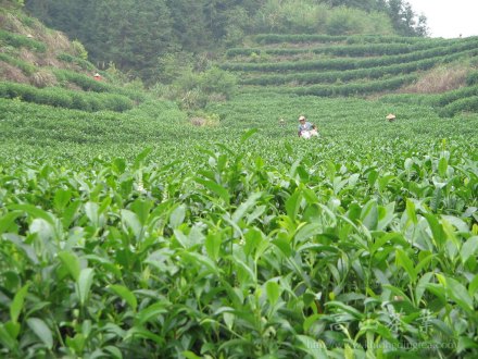 大叶种茶_百度百科