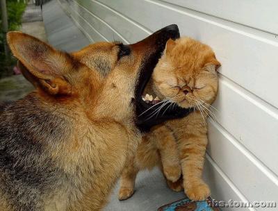 猫狗大战