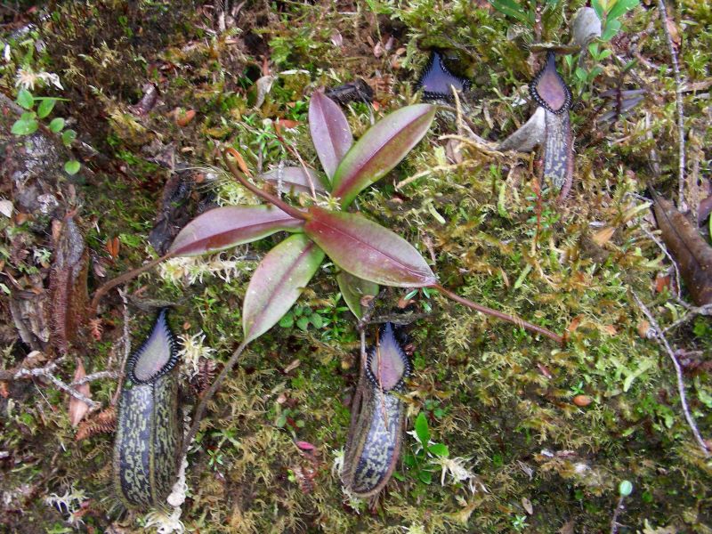  p>钩唇猪笼草(学名:nepenthes hamata)为苏拉威西特有的热带食虫植物