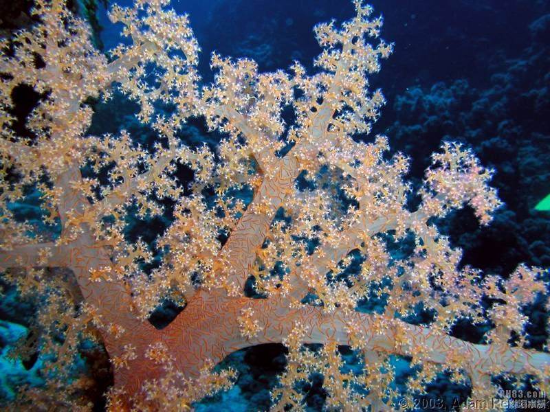  p>红鸡冠珊瑚(英文名称:dendronepythya sp )分布于 a href="#" data