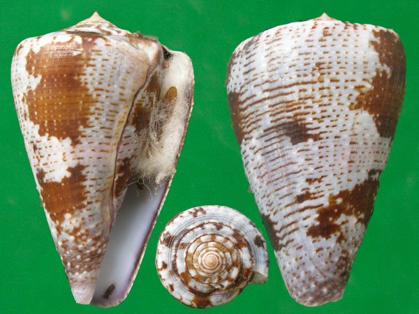  p>紫金芋螺是 a>新腹足目 /a> a>芋螺科 /a>的一种生物.