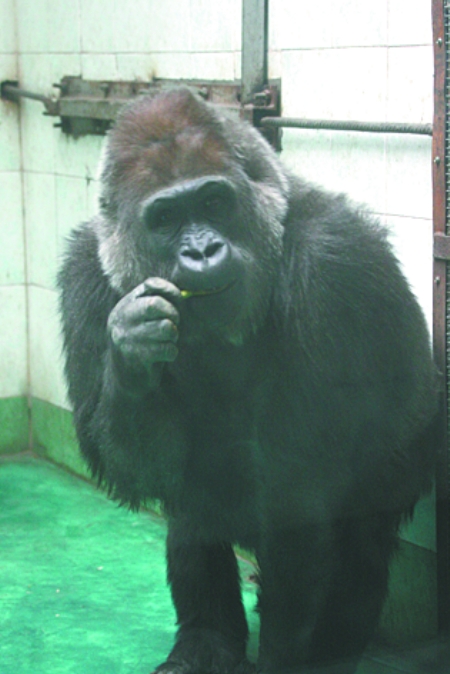  p>大猩猩"尼寇"1982年出生于 a target="_blank" href="/item/北京