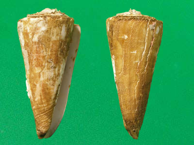 kioconus tribblei tribblei