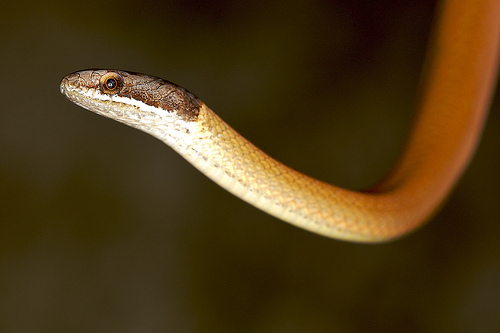  p> a href="#" data-lemmaid="2151775">黑头剑蛇 /a>(学名:sibynop