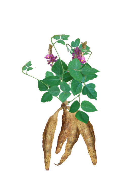 葛粉（豆科葛属植物葛根提取物）_百度百科