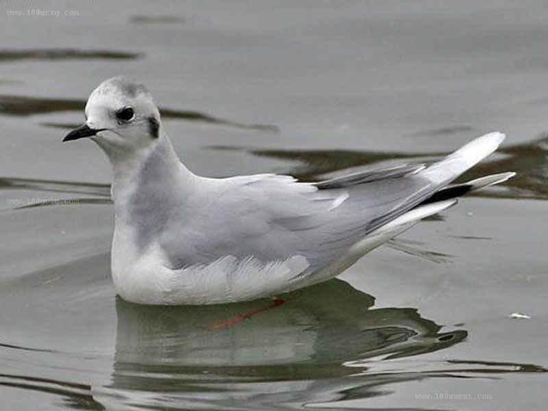  p>小鸥(学名: i>larus minutus /i>)鸥科鸥属鸟类,属小型水禽,体长28