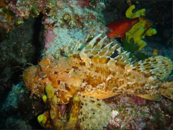 stonefish