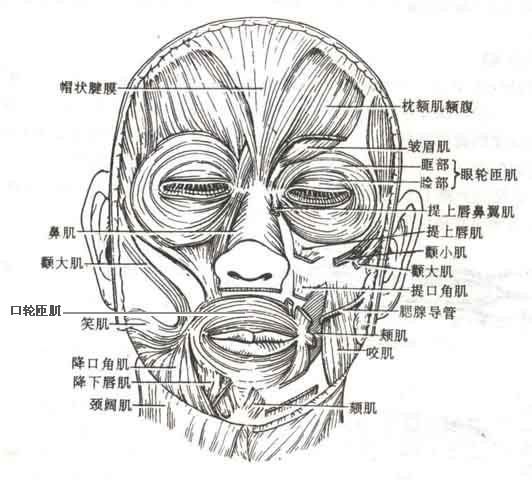 口轮匝肌